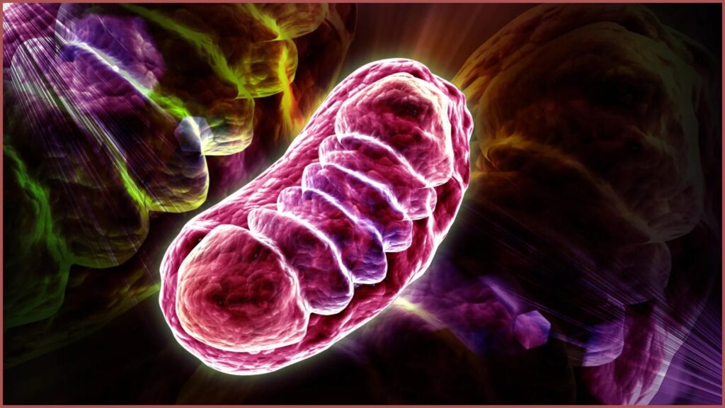 Excesso de RNA pode comprometer energia das células, diz estudo