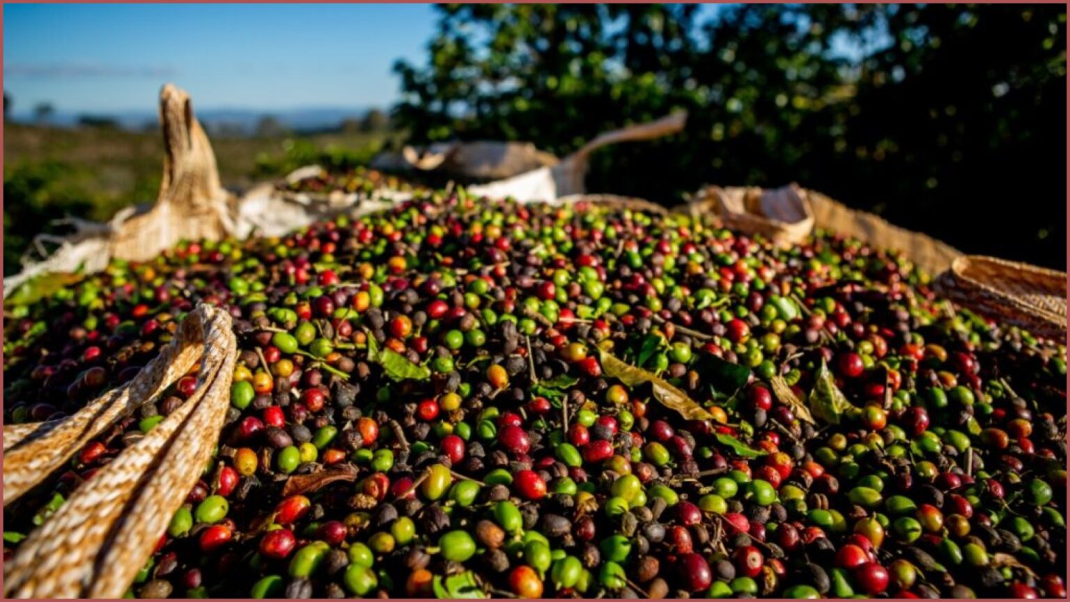 Rondônia e Terra Forte entram na Lista Suja do trabalho escravo