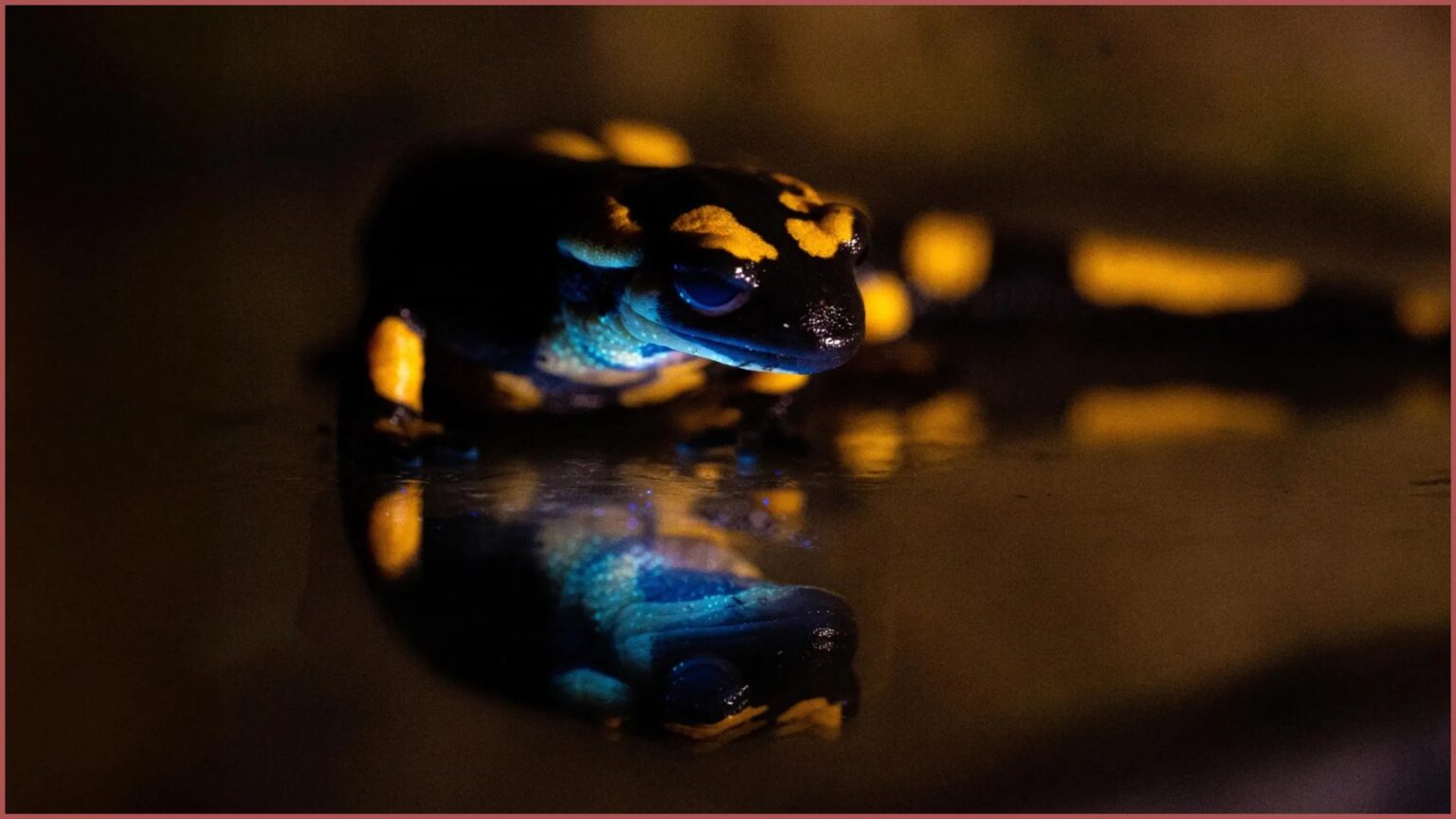 Salamandras-de-fogo revelam brilho verde sob luz ultravioleta